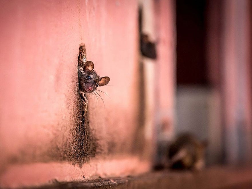 national-geographic-photo-of-the-day-internet-favorites-2015-23__880.jpg