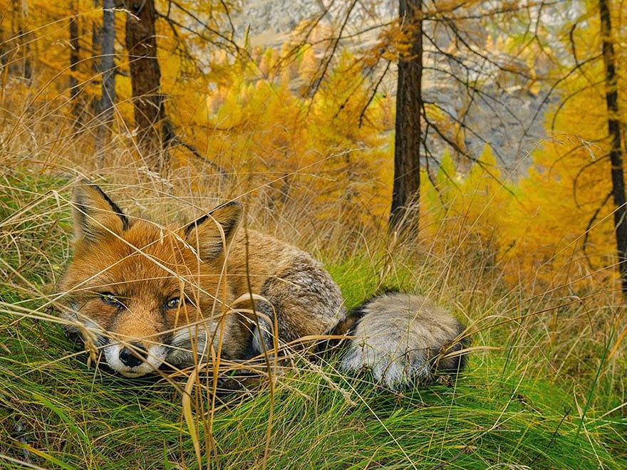 national-geographic-photo-of-the-day-internet-favorites-2015-34__880.jpg