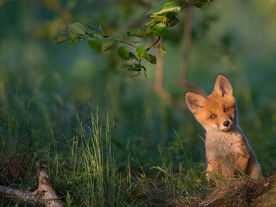 national-geographic-photo-of-the-day-internet-favorites-2015-40__880.jpg