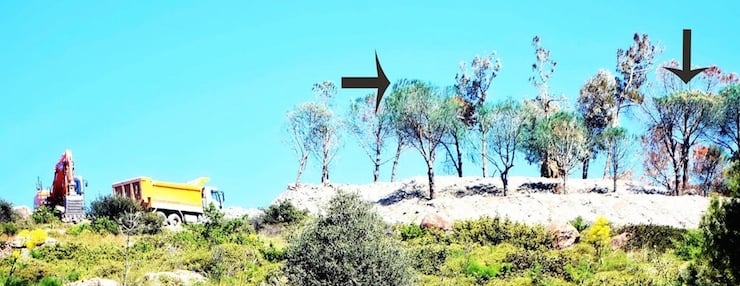 boyali-agac3.jpg