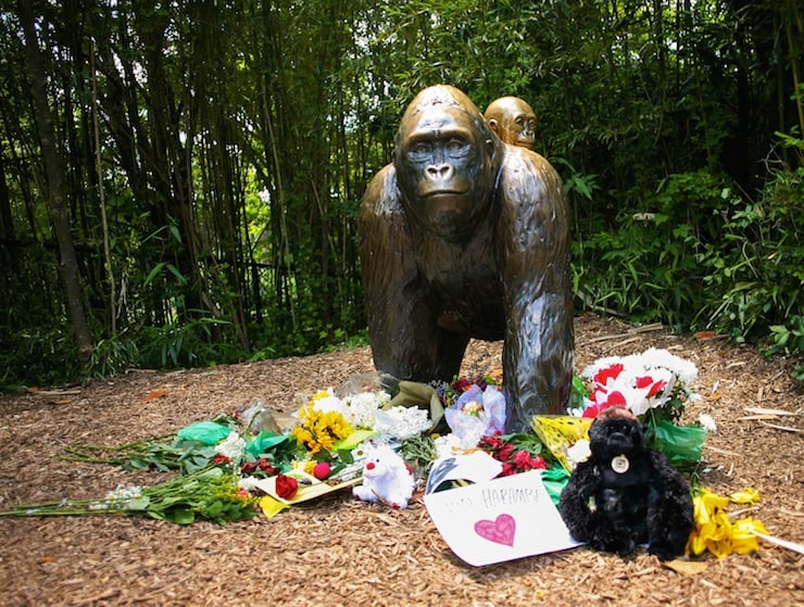 harambe3