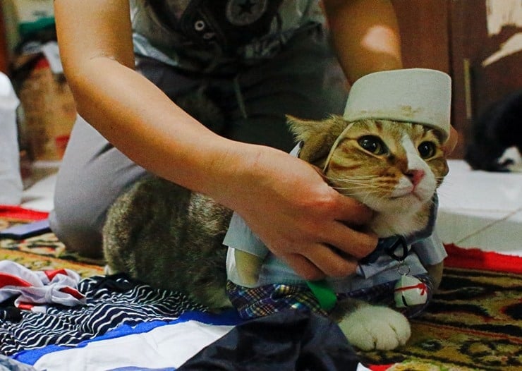 Endonezyalı kedi terzisi Tesettürden süper kahraman kostümüne geniş