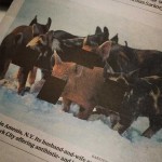 Censored pigs 3