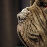 20140319 mastiff