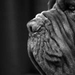 20140319 mastiff 2