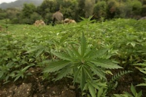 A farmer guards his plantation of cannabis near Chefchaouen