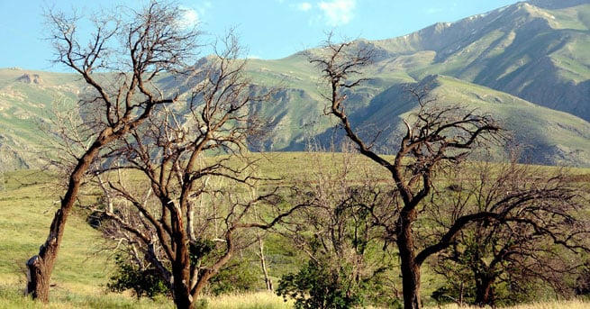 Fotoğraf: DHA