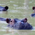 A herd of hippopotami swim in a muddy lake at the abandoned country home of former drug kingpin Pablo Escobar