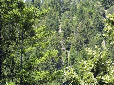 A view of the Garcia River Forest near Longvale, California July 27, 2009