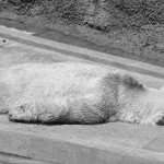 arturo sb
