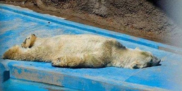arturo3