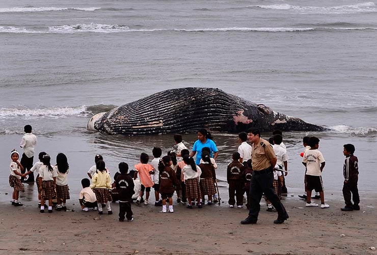 Children look at the body of a beached young humpback whale lying on the shore between Santa Rosa and Pimentel district, west of Chiclayo