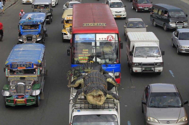 Crocodile robot "Longlong" is transported to Crocodile Park strapped on top of a van, in Pasay city, metro Manila