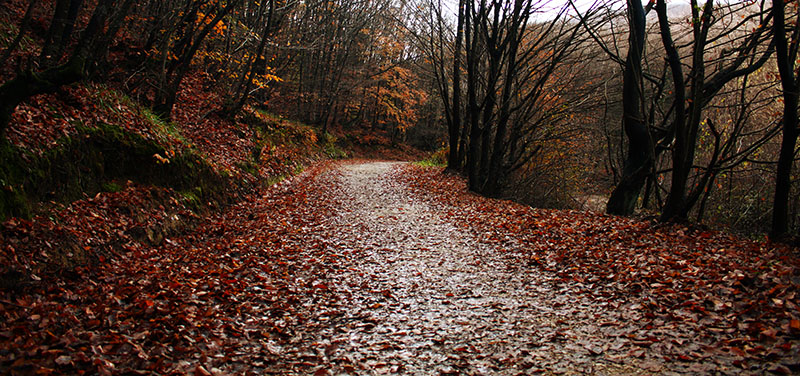 Polonezkoywoods