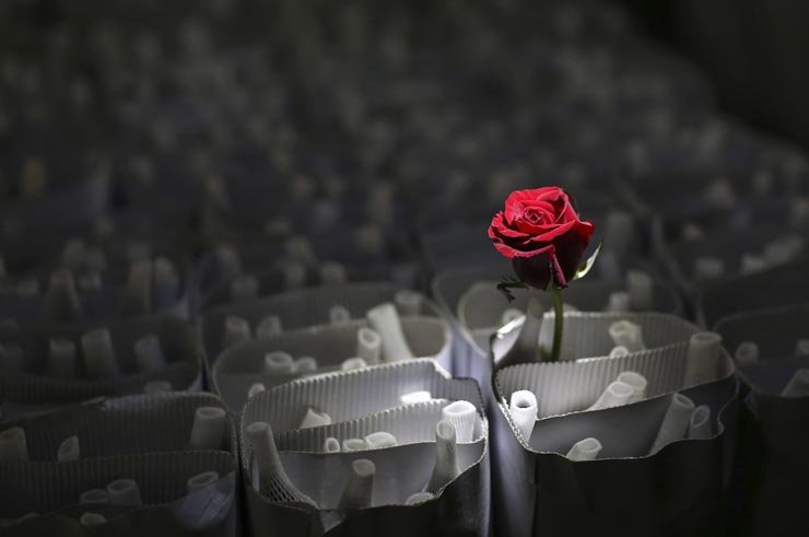 A vendor lights a rose with a torch for customers to check ahead of the upcoming Qixi Festival at a flower market in Kunming