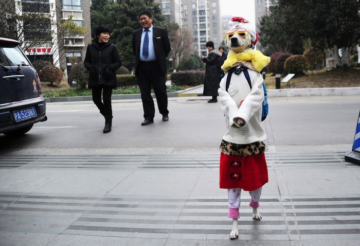 Dog Xiaoniu walks across a street with its owner in Shanghai