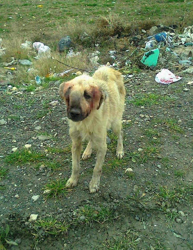sokak kopegi (6)