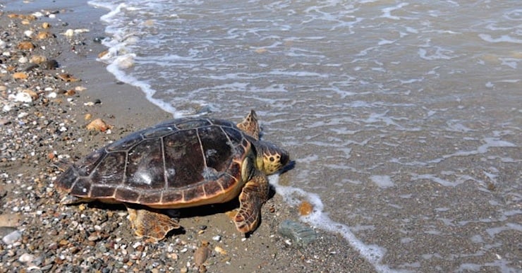 caretta caretta