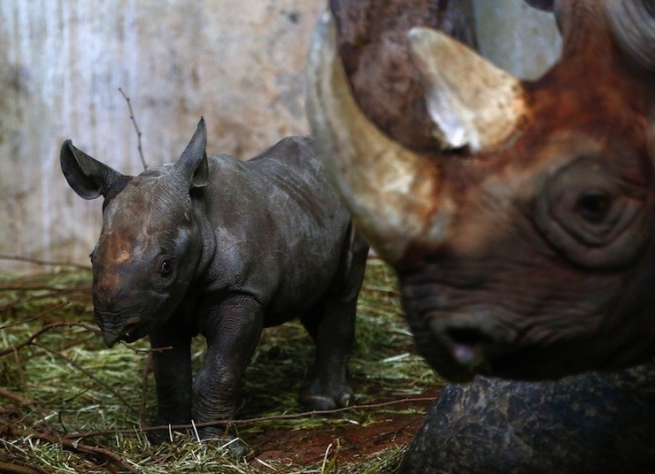 Young female black rhinoceros Olmoti stands beside its mother, 14-year old Samira at an enclosure at the zoo in Zuric