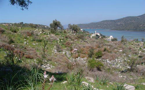 zeytin-emlak-tan-satilik-1-derece-arkeolojik-si...-63-163920194