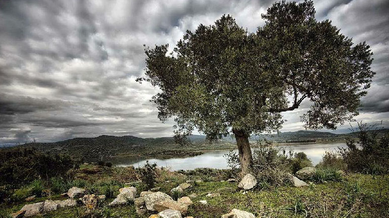 zeytin-emlak-tan-satilik-1-derece-arkeolojik-si...-63-164027271