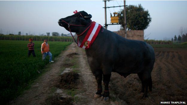Fotoğraf BBC'den alınmıştır.