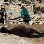 A woman mourns her donkey after discovering it had died due to ill health in Ait Sghir in the High Atlas region of Morocco