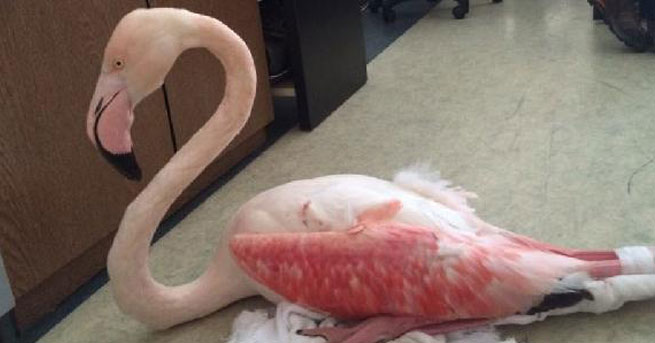 flamingo
