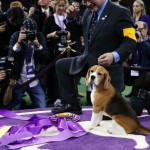 Handler William Alexander holds Miss P, a 15-inch Beagle who won “Best in Show” at the 139th Westminster Kennel Club Dog Show, at Madison Square Garden in the Manhattan borough of New York