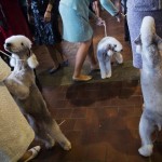 Bedlington Terriers line up for judging during the 139th Westminster Kennel Club's Dog Show in Manhattan, New York