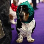 Ace, a Basset Hound from Lithuania, wears a hood as he waits with a handler before competition in the Hound Group at the 139th Westminster Kennel Club's Dog Show in the Manhattan borough of New York