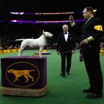 A Miniature Bull Terrier breed is judged during the Terrier Breed Group competition at the 139th Westminster Kennel Club Dog Show at Madison Square Garden