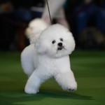 Bichon Frise is walked in the ring during competition in the Non-Sporting Group at the 139th Westminster Kennel Club's Dog Show in the Manhattan borough of New York
