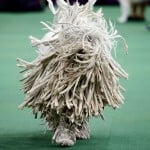A Komondor runs during competition in the Working Group, at the139th Westminster Kennel Club Dog Show, at Madison Square Garden in the Manhattan borough of New York
