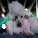 Lana, a standard Poodle from Scarsdale, New York waits on a table in the grooming area before judging at the139th Westminster Kennel Club's Dog Show in the Manhattan borough of New York