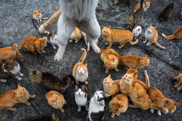A cat leaps at the photographer to snatch his lunch snack on Aoshima Island in the Ehime prefecture in southern Japan