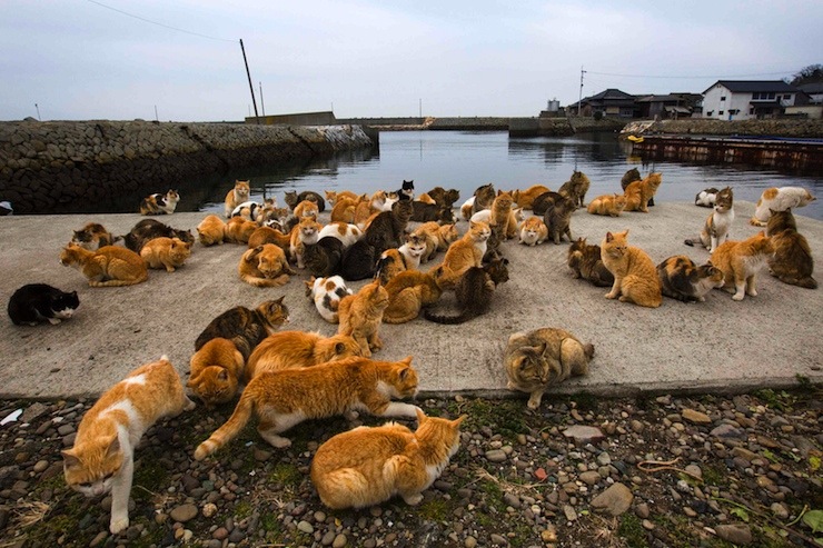 A clowder of cats crowd the harbour embankment on Aoshima Island in Ehime prefecture in southern Japan