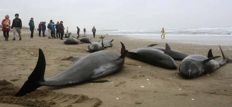 Local residents try to save melon-headed dolphins stranded on the coast in Hokota