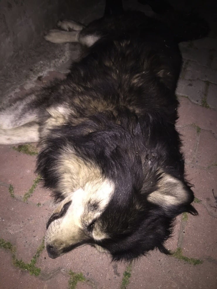 kopek belediye2
