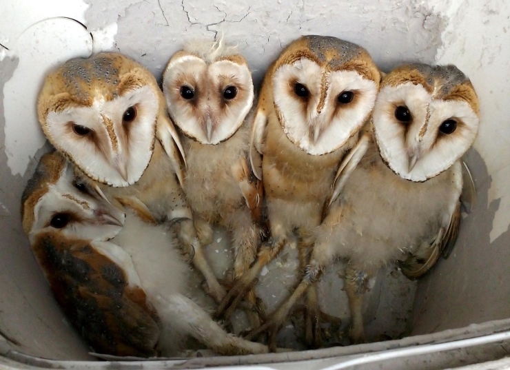 Fotoğraf: DHA