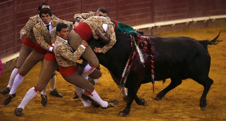Members of the Ribatejo forcados group perform during a bullfight at Campo Pequeno bullring in Lisbon