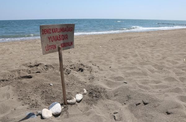 caretta 1