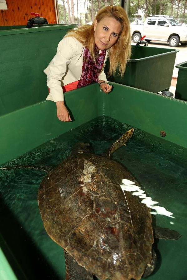 caretta 2