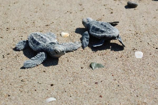 caretta 4