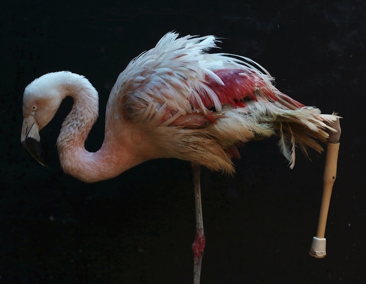 A flamingo is pictured with its new prosthesis at Sorocaba Zoo in Sorocaba