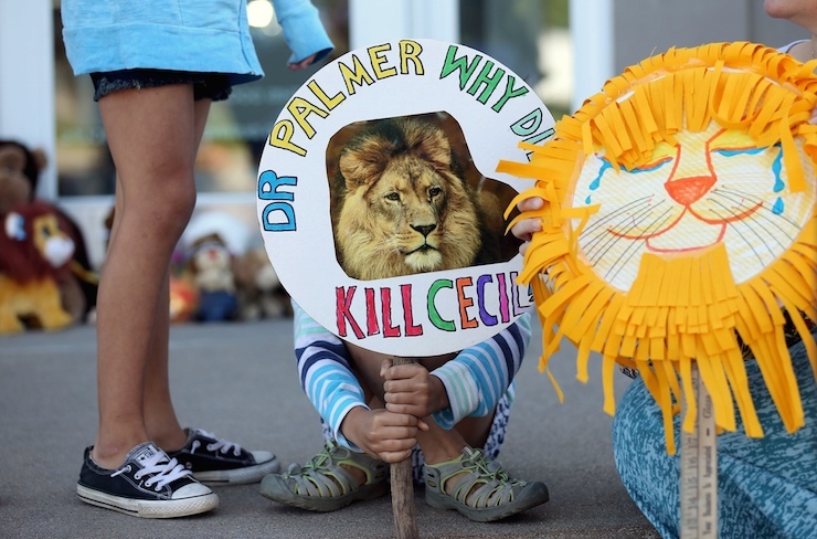 Girl holds sign at the doorway of Bloomington's River Bluff Dental clinic in protest against the killing of a famous lion in Zimbabwe
