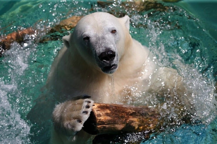 Female polar bear Anori she cools off during a hot summer day at the zoo of Wuppertal
