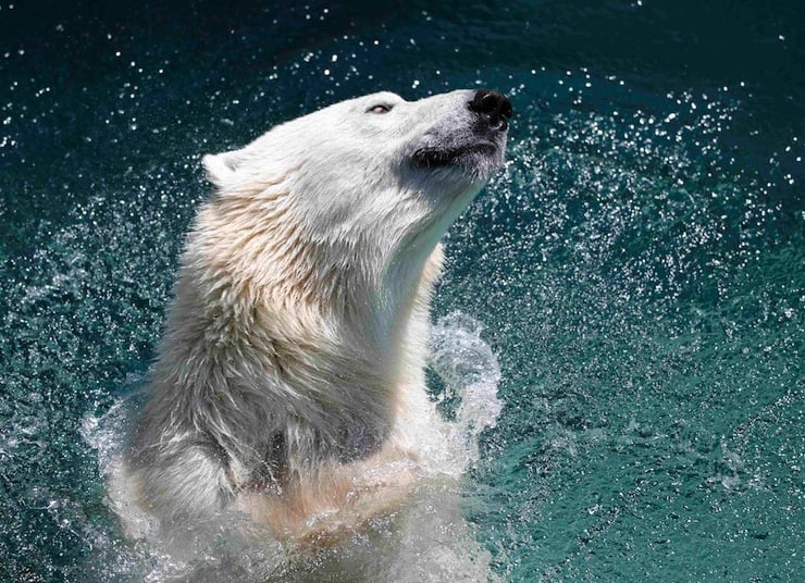Female polar bear Anori swims during a hot summer day at the zoo of Wuppertal