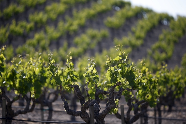 A vineyard is seen in Paso Robles
