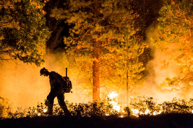 Fulton Hotshot Michael Turowski lights a controlled burn on the so-called "Rough Fire" in the Sequoia National Forest, California